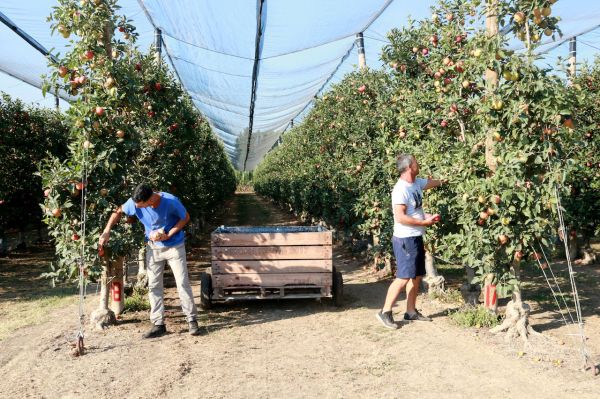 Poma de Girona colhe 83.500 toneladas de frutas na colheita com a maior diversidade de variedades