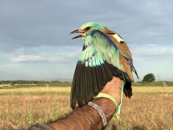 O projeto Coracias faz com que o gaio azul “crie raízes” no Empordà