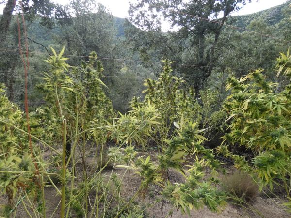 Desmantelou uma plantação de maconha numa floresta em Maçanet de Cabrenys avaliada em 616 mil euros