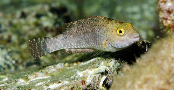 Lagartas e peixes-papagaio do Atlântico são detectados na costa catalã, indicadores de mudanças climáticas